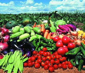 福永、沙井及深圳地區的農產品與綠植服務概覽 蔬菜配送、批發與苗木供應