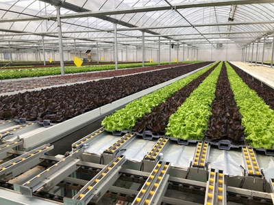 孫橋農業智能化蔬菜工廠建設圓滿完工，苗木產業邁向新紀元